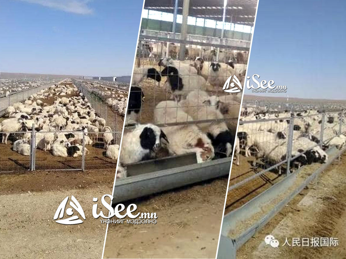 ВИДЕО: У.Хүрэлсүхийн БНХАУ-д хийж буй айлчлалтай холбогдуулж Монголоос Хятадын ард түмэнд бэлэглэсэн 30 мянган хонийг онцолжээ
