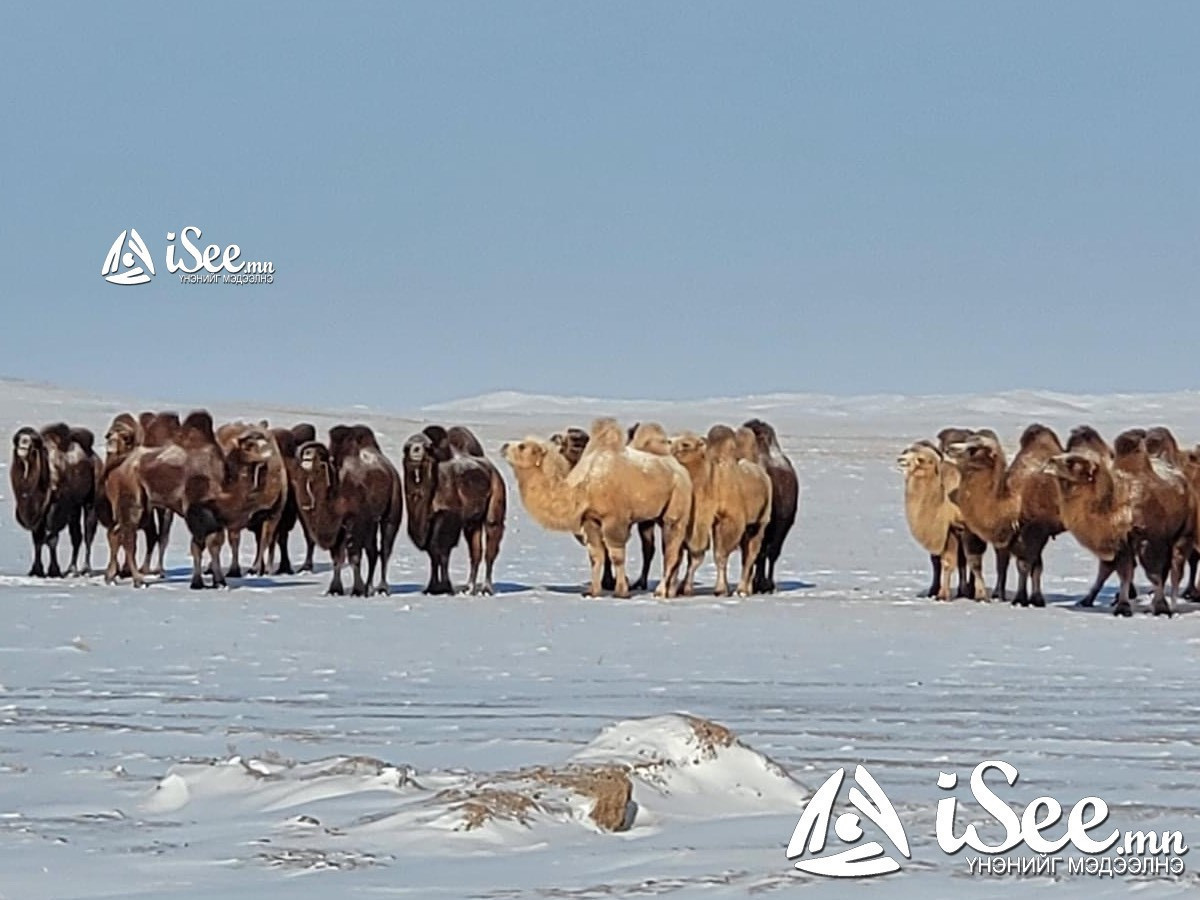 Тэмээний төрөлжсөн эмнэлэг, судлалын төв байгуулахаар болжээ