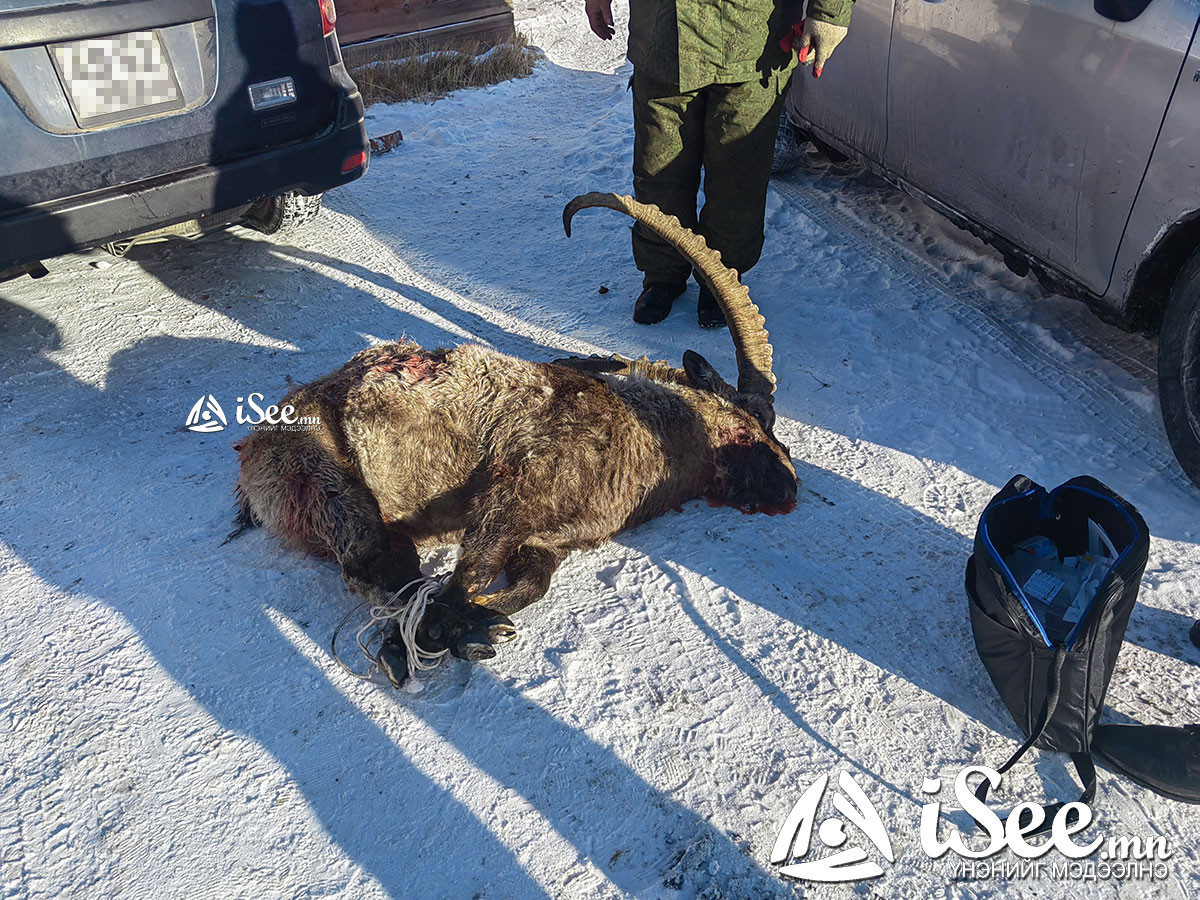 ВИДЕО: Нохойд бариулсан Янгир шархаа даахгүй үхсэн бөгөөд Нийслэлээс нохой үргээхэд 1,2 тэрбум төгрөг зарцуулдаг ч үр дүнгээ өгөхгүй байна
