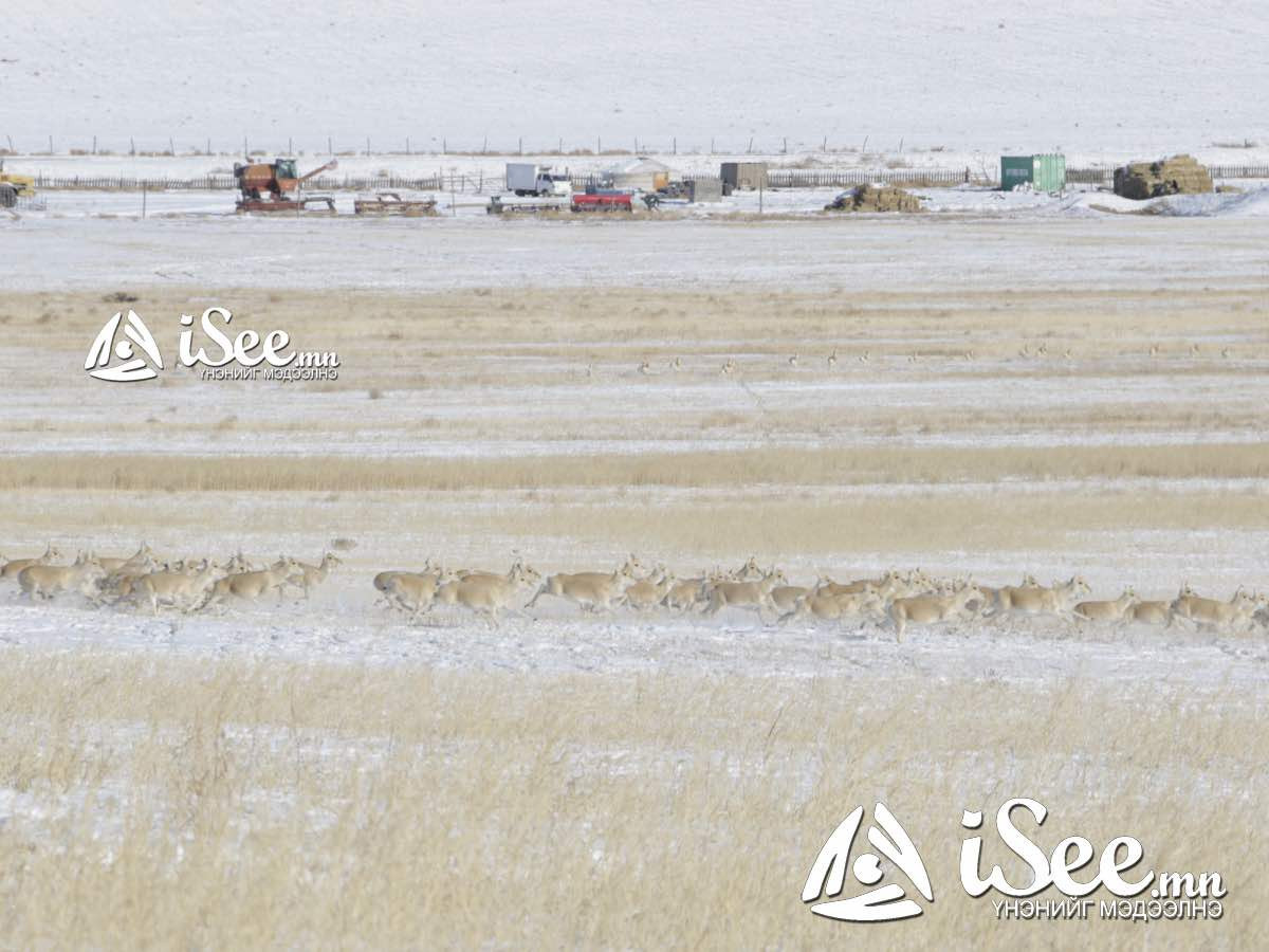 Монголоос 1000 гаруй зээрийн сүрэг ОХУ-ын нутаг дэвсгэр рүү нүүдэллэж, мөсөнд наалдсан байсныг аварчээ