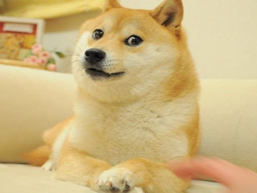 "Doge" миймийг санаачилсан алдарт нохой Кабосу цусны хорт хавдраар өвджээ