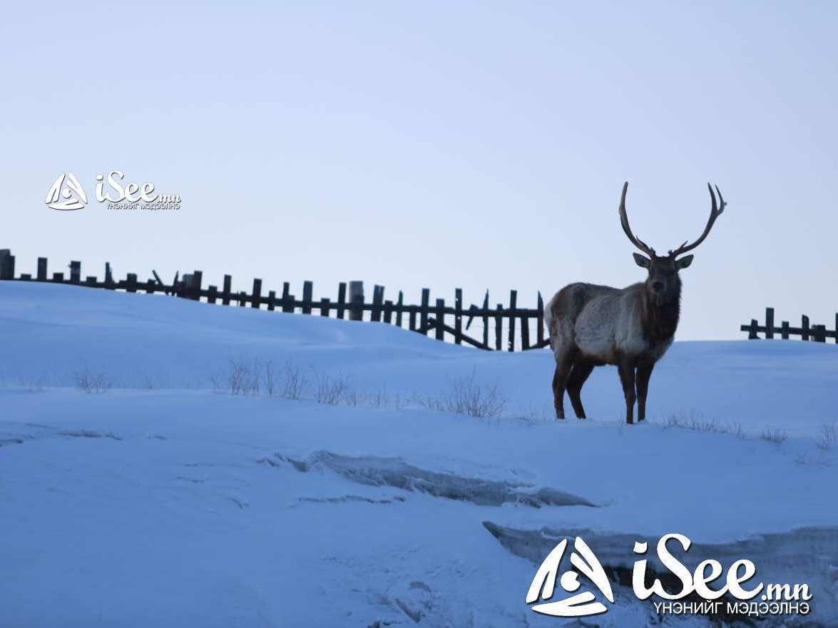 Өнөөдөр Монгол-Алтай, Хангай, Хөвсгөл, Хэнтийн уулсаар цас орно