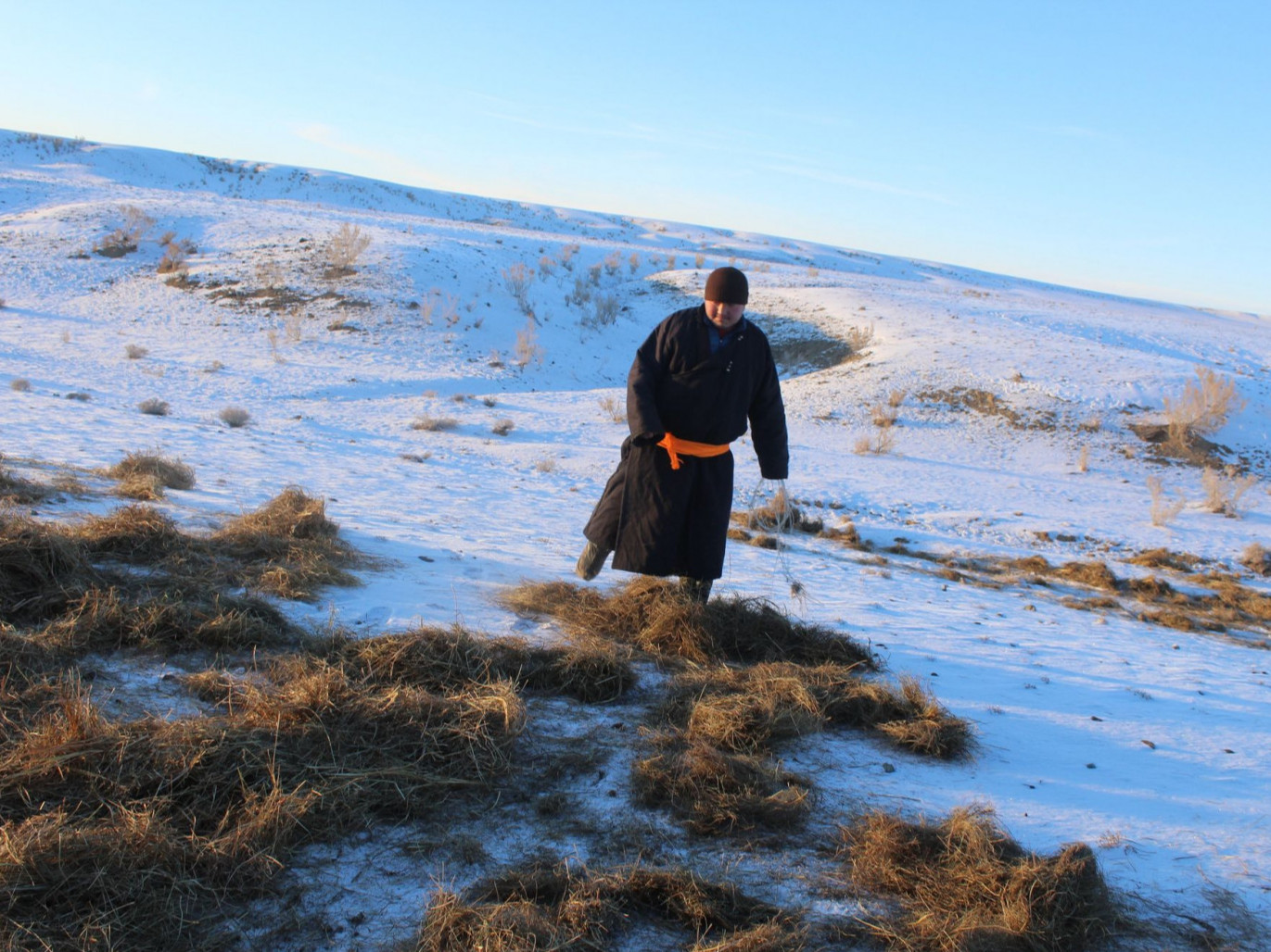 ФОТО: Харсүүлт, Монгол бөхөнгийн байршил газруудад өвс, хорголжин тэжээл тавилаа