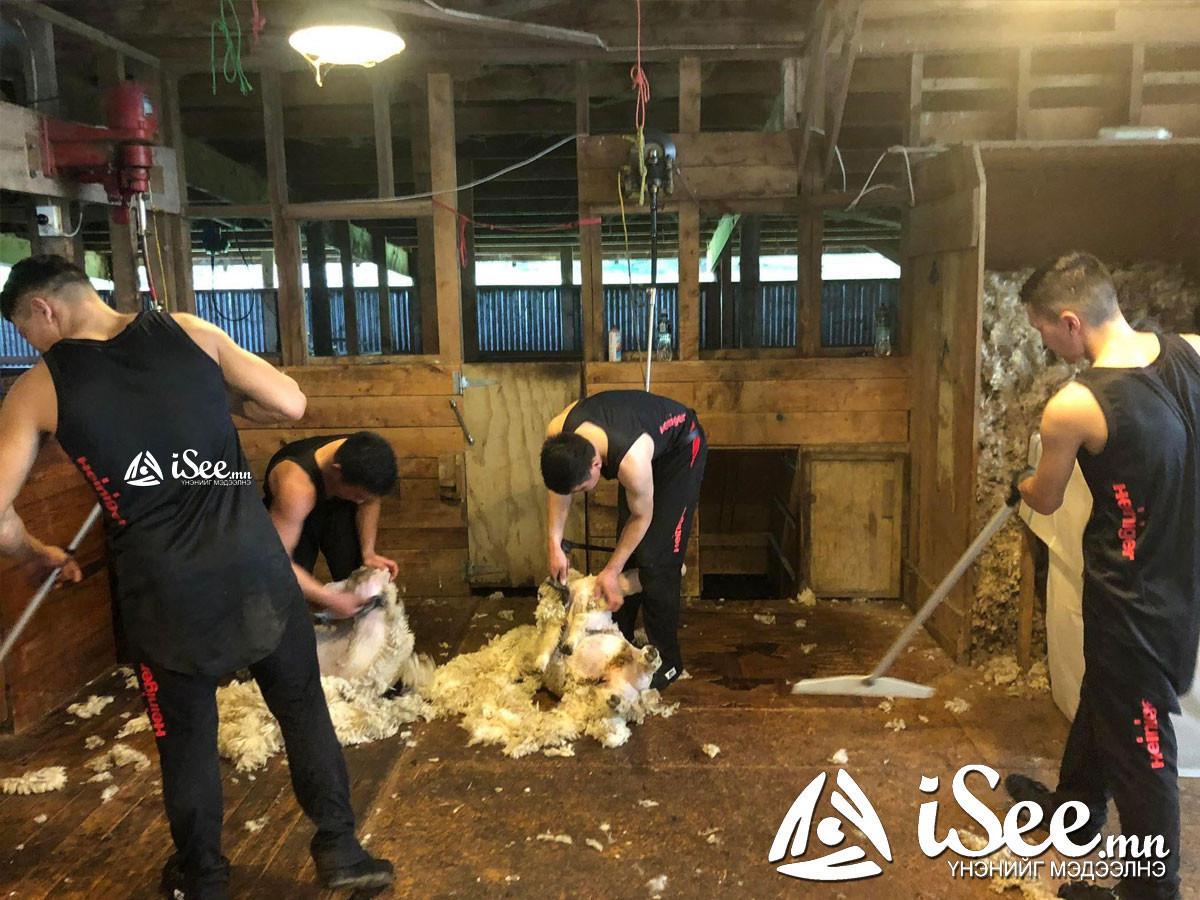 ФОТО: Шинэ Зеландад "Мэргэжлийн хонь хяргагч"-аар суралцаж буй монгол залуус анхны хонь хяргалтын тэмцээндээ оролцжээ