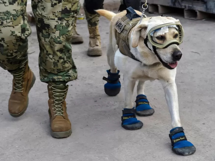 ФОТО: Мексик Улс дэлхийд алдартай эрэн хайх, аврах шилдэг 16 нохойгоо тэнгисийн цэргийн хамт Турк руу илгээлээ