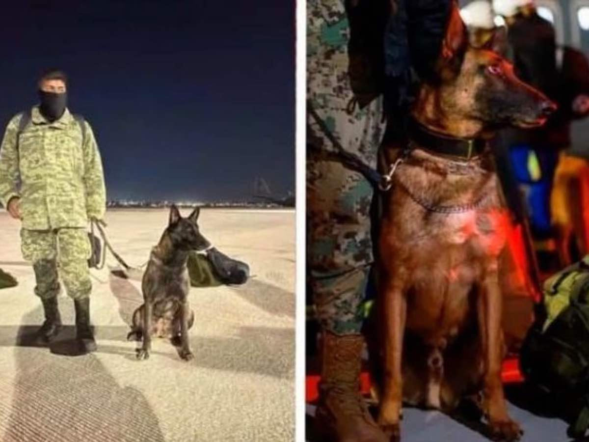 ВИДЕО: Мексикийн аврагч нохой Туркт нурангиас хүн хайх ажиллагааны үеэр амиа алджээ