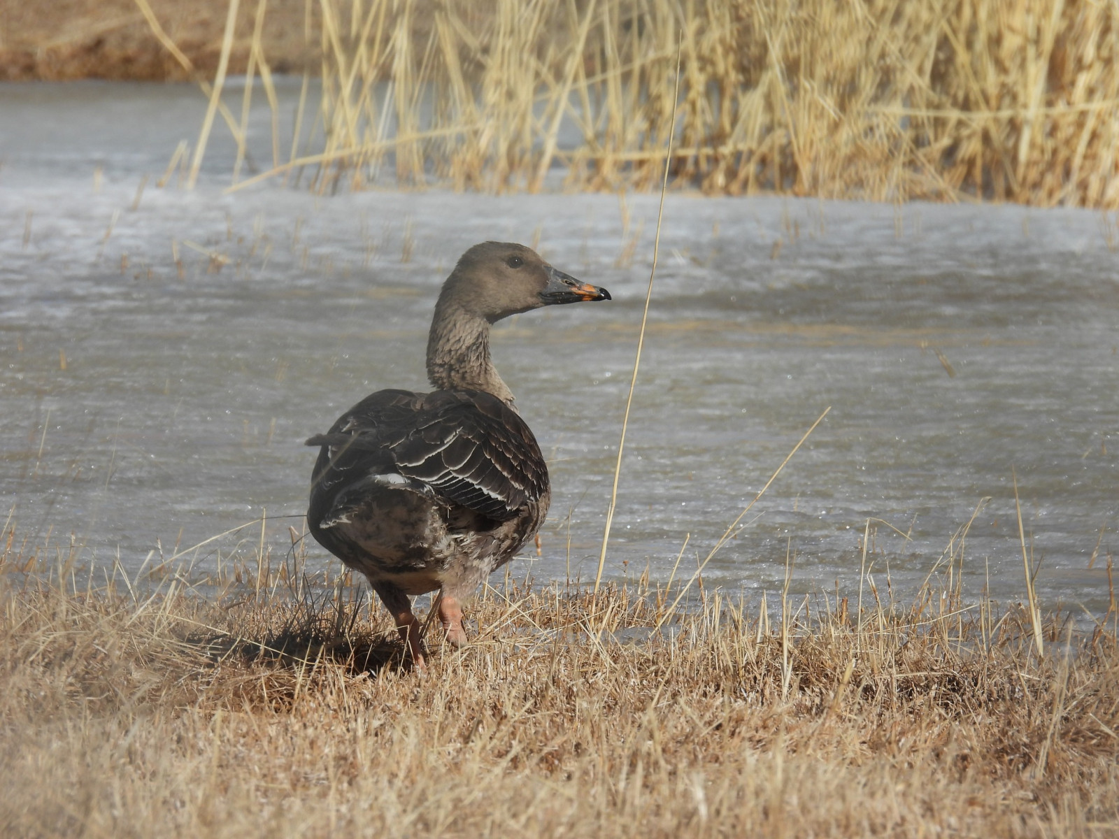ФОТО: Усны шувуудын түрүүч өнөөдөр Өмнөговь аймгийн Далангийн булаг дээр иржээ