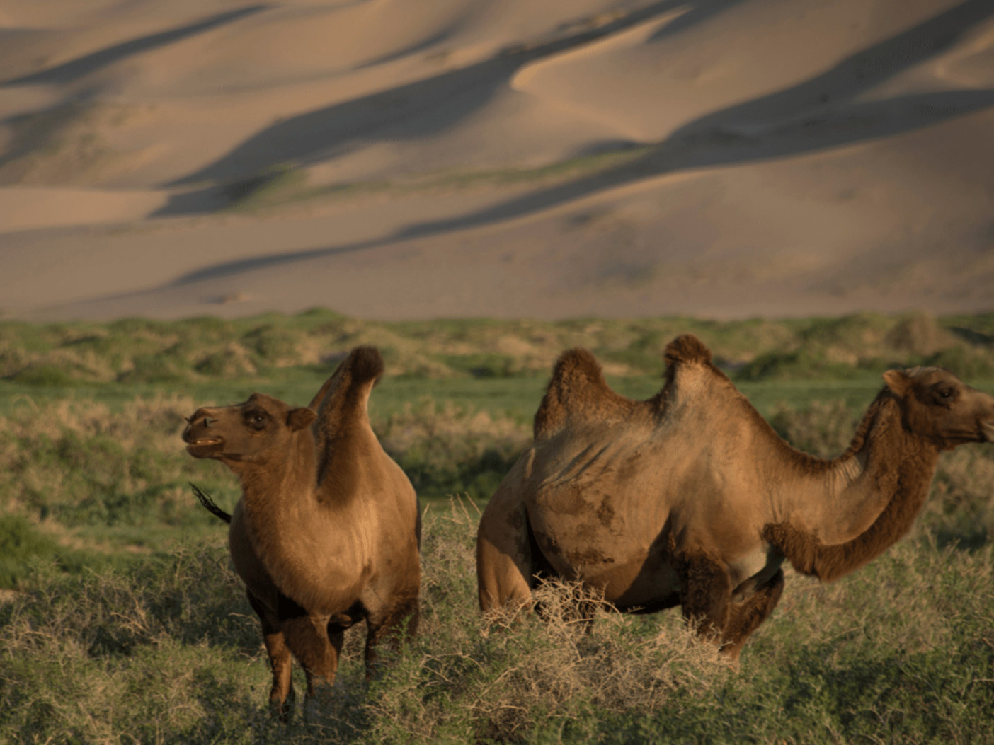 ГАДНЫН ХЭВЛЭЛ: 2023 онд устах аюулд орсон Азийн 10 амьтанд Монголын хавтгай тэмээ болон цасны ирвэс багтсаныг онцолжээ
