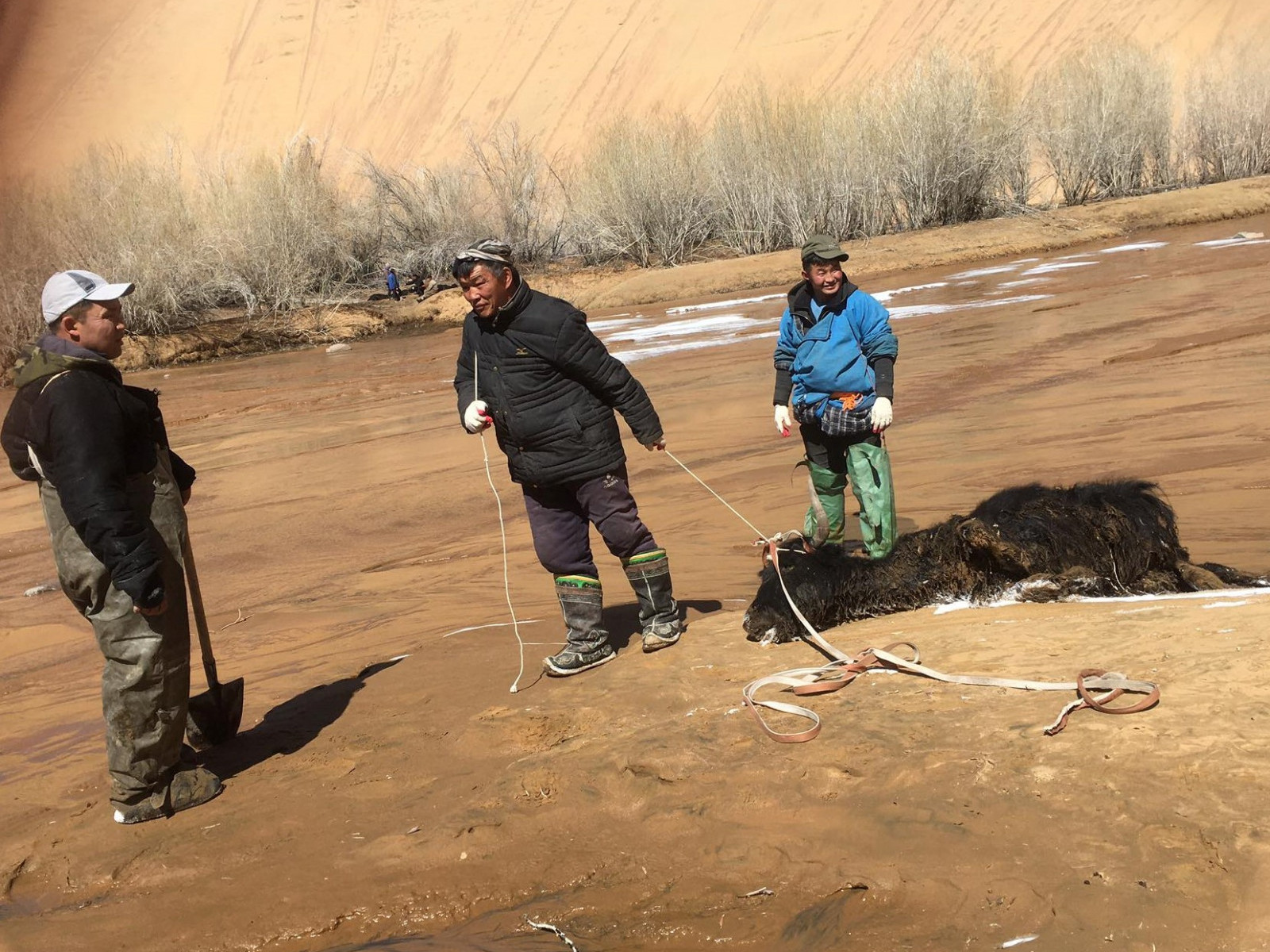 ФОТО: Мухартын гол дагуу үхсэн мал, амьтны сэг зэмийг устгаж, цэвэрлэжээ 