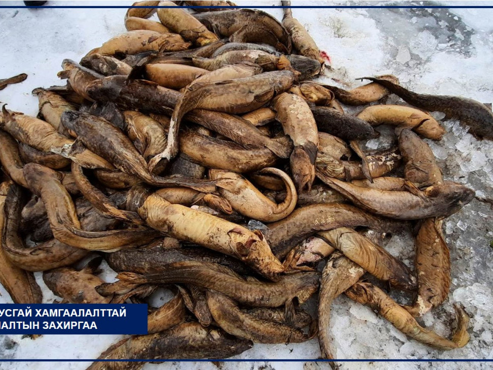 Шар усны үерийн улмаас гутаарь загас хүчилтөрөгчийн дутагдалд орж, олноор хорогджээ /ВИДЕО/