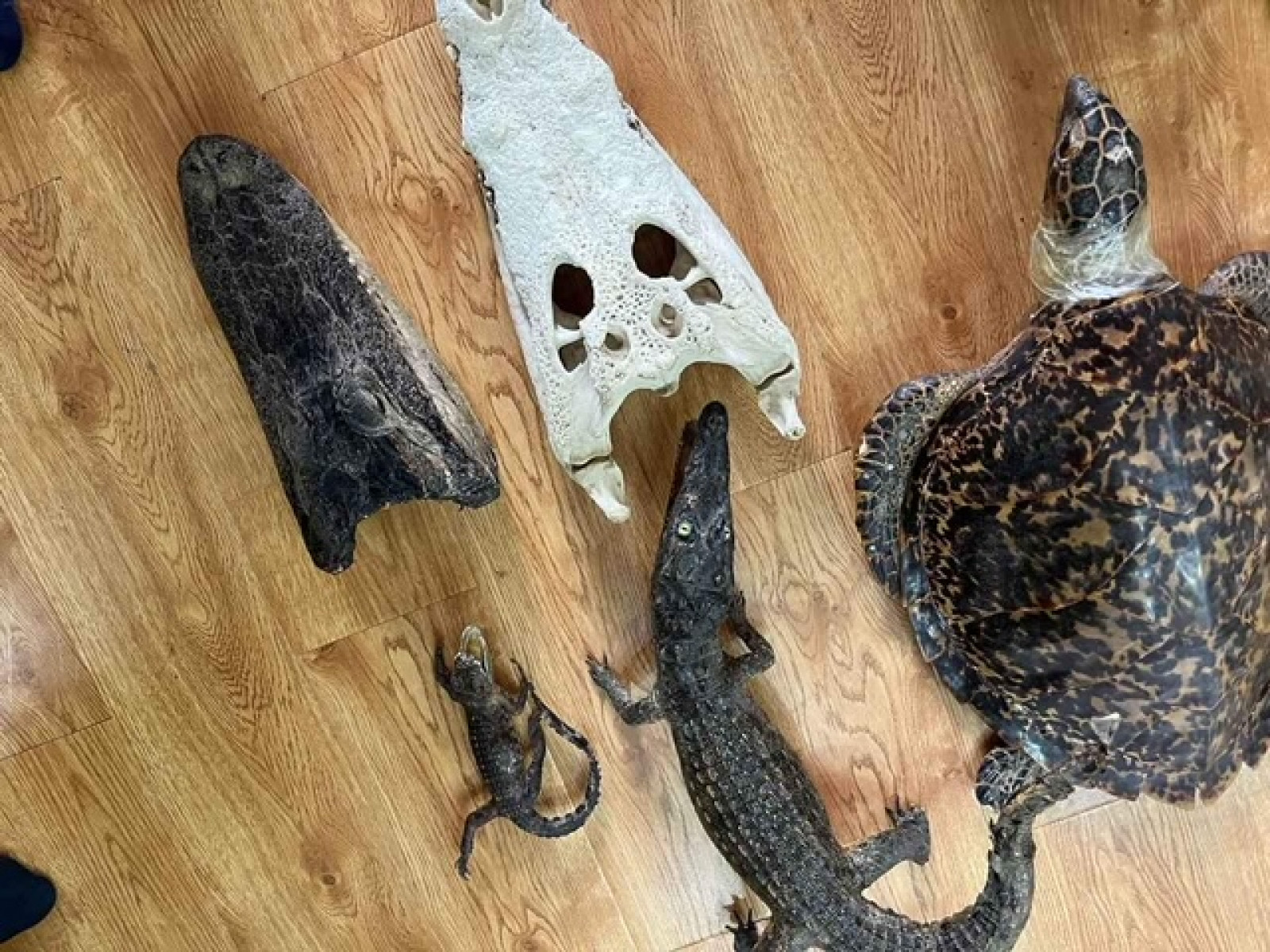 Үлэг гүрвэлийн чулуужсан яснууд худалдахыг завдсан хүнийг шалгаж эхлэв