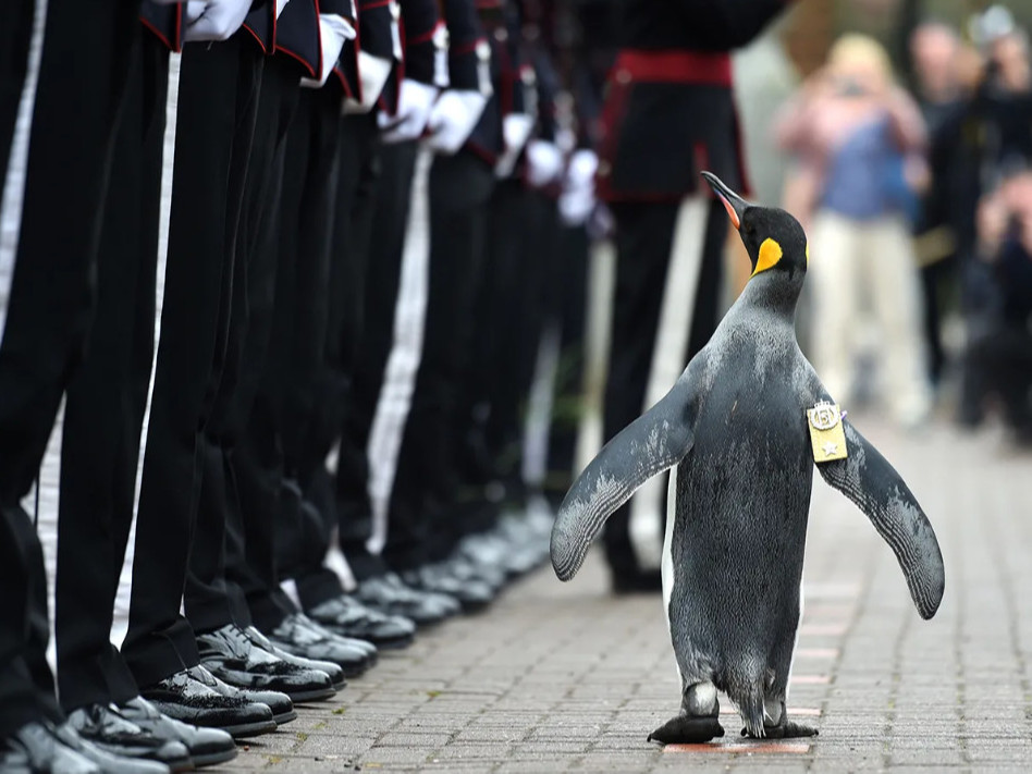 ВИДЕО: Норвегийн Хатан хааны харуулын Олав нэртэй оцон шувуунд хошууч генерал олгожээ