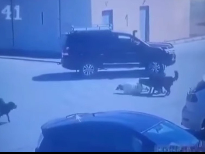 ТОДРУУЛГА: Нохдод уруулж буй эмэгтэйд тусламж үзүүлэлгүй орхиж явсан жолооч, нохойн эздийг мөрдөн шалгаж байна