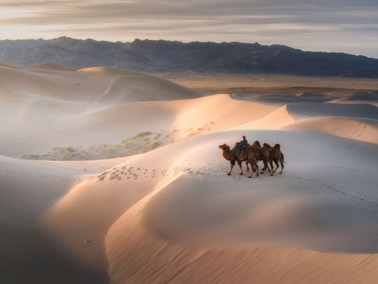 Монголын говьд Дубайн “Элсэн цөлийн сафари” аяллыг зохион байгуулна