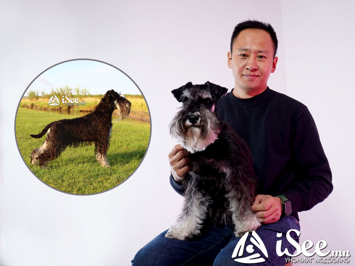 ВИДЕО: Олон улсын нохойн үзэсгэлэнд “Шилдэг нохой"-гоор шалгарсан, Монголд хөгжиж буй ховор үүлдрийн "Молли"-г онцолж байна