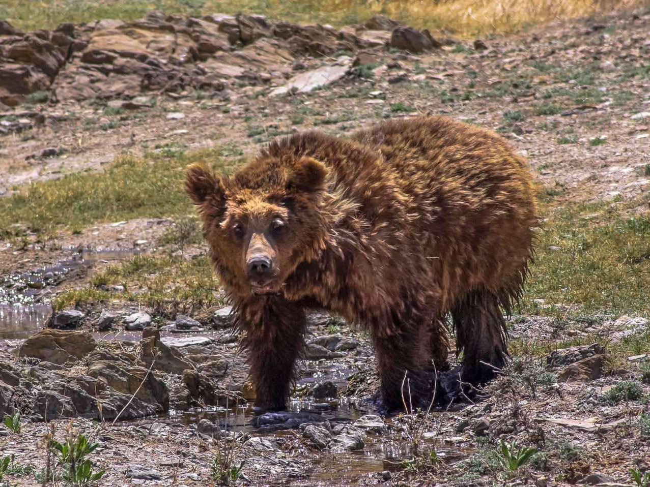 Монгол Мазаалайг дэлхийд таниулах бэлэг тэмдэг зохион бүтээх 10 сая төгрөгийн шагналын сантай уралдаанд зарлалаа