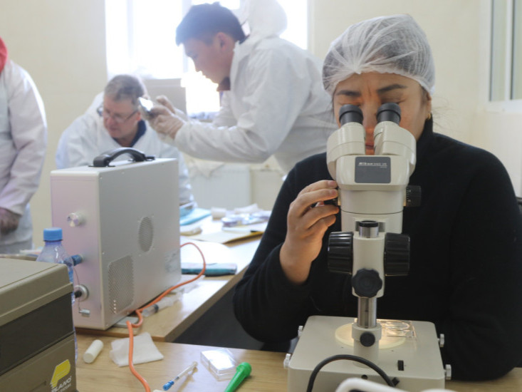 Монгол эрдэмтэд хонинд дурангийн аргаар зохиомол хээлтүүлэг хийжээ