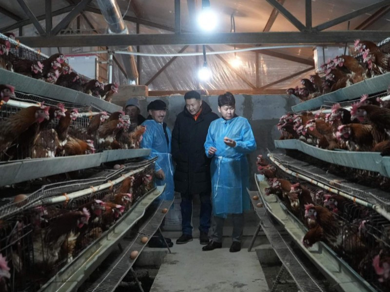 Орон нутагт суурьшин аж ахуй эрхэлж буй залуу гэр бүл Хэнтий аймгийн иргэдийн өндөгний хэрэглээг хангаж байна 