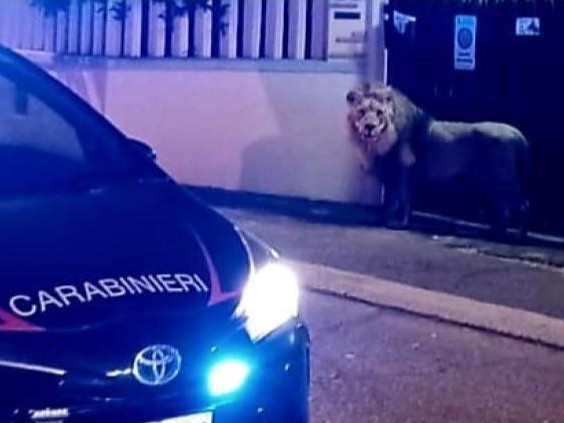 ВИДЕО: Италид циркийн арслан торноосоо гарч, хүмүүс амьдардаг гудамж, талбайгаар зугтсан хэрэг гарчээ