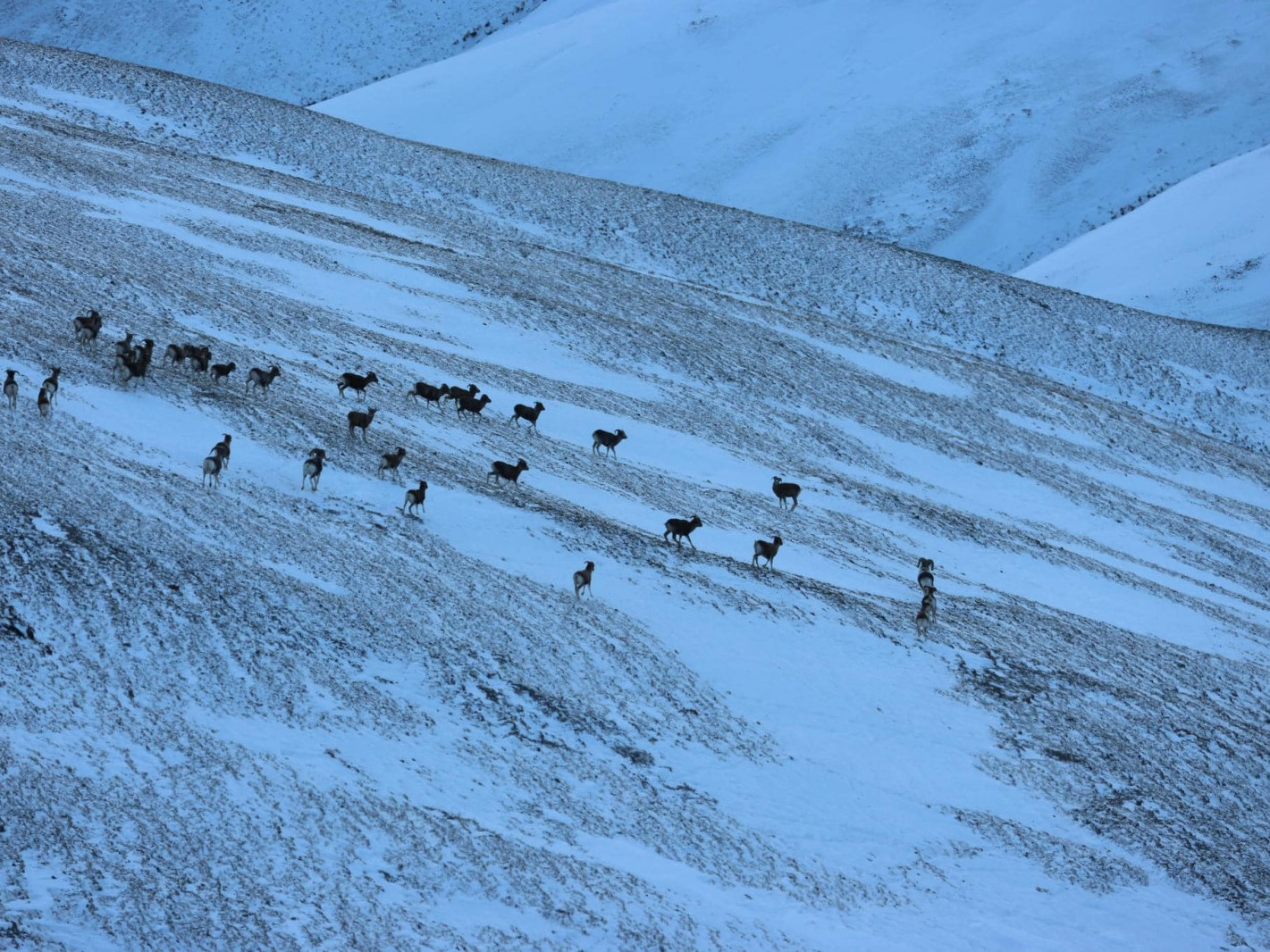 Монгол, Оросын хил орчмоос 2477 тооны алтайн аргаль хонины тархац, тоо толгойг тогтоожээ
