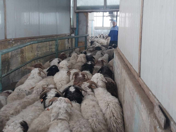 Малчид “Мах Импекс” компаниар дамжуулан гадаад зах зээлд хурганы мах өндөр үнээр нийлүүлжээ