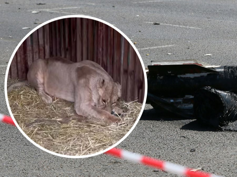 ВИДЕО: Киев хотод болсон пуужингийн цохилтын үеэр амьтны хүрээлэнгийн арслан хүчтэй доргилт авч, орчноо мэдрэхгүй болжээ