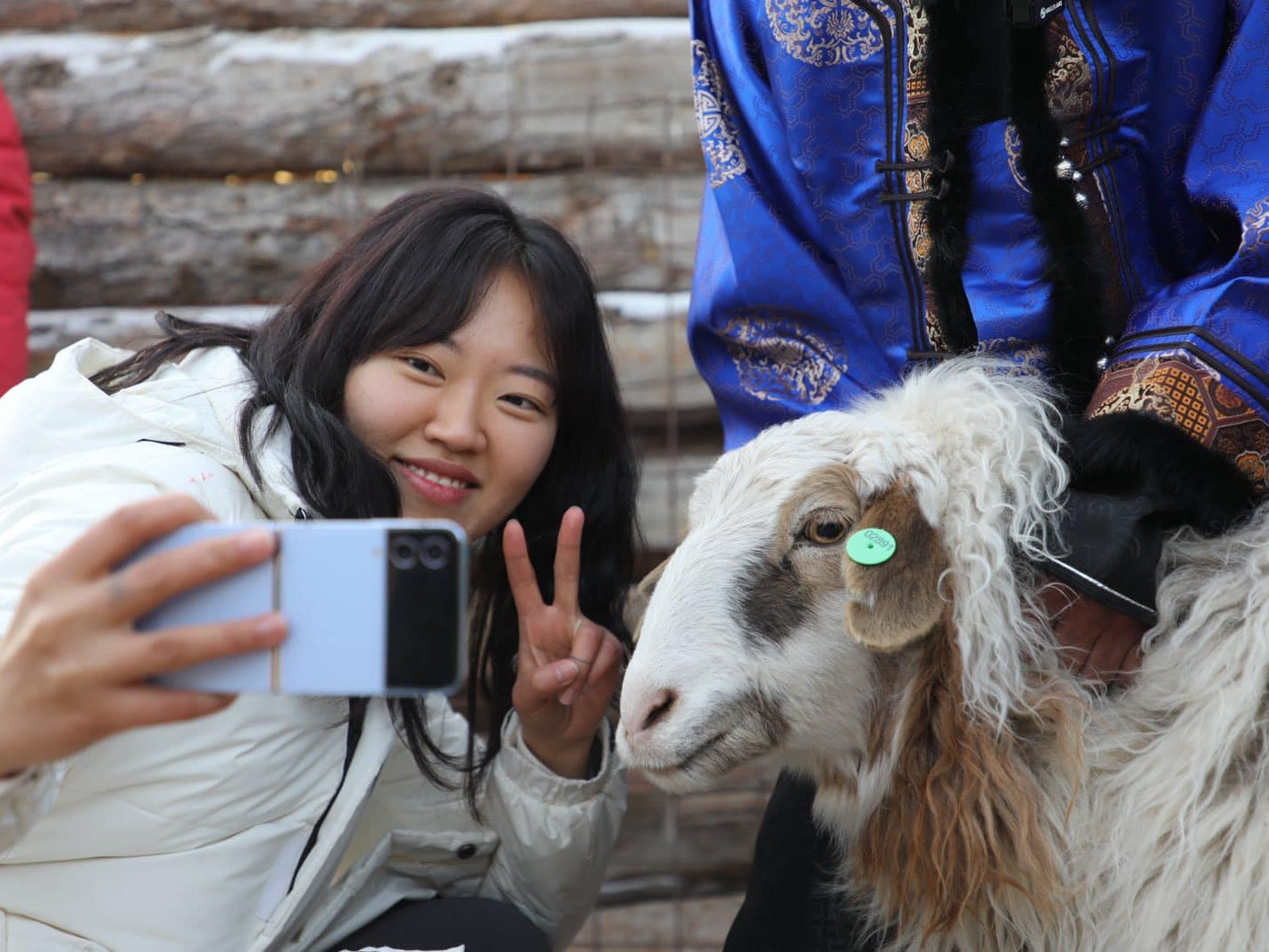 ФОТО: "Нэг жуулчинд нэг хонь" хөтөлбөрийн хүрээнд БНСУ-ын жуулчдад малчин Б.Цогтгэрэлийнх хонийг нь зүсэлж өгчээ