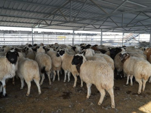 Иран Улс руу нэг өдрийн дотор 80 тонн хонины гулууз мах экспортолжээ