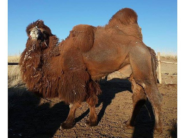 "Ламын гэгээний улаан" тэмээг шинэ үүлдрээр, Цагаан-Овоогийн хар ямааг шинэ омогоор баталжээ