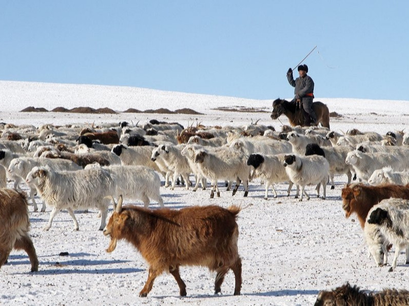 Монгол Улсын нийт малын тоо өмнөх оноос 6.4 саяар буурч, 47 мянга 800 малчин малчны зээл авчээ