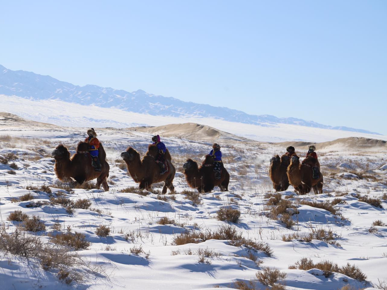 ФОТО: Жуулчид Монголын говиор тэмээтэй аялж байна 