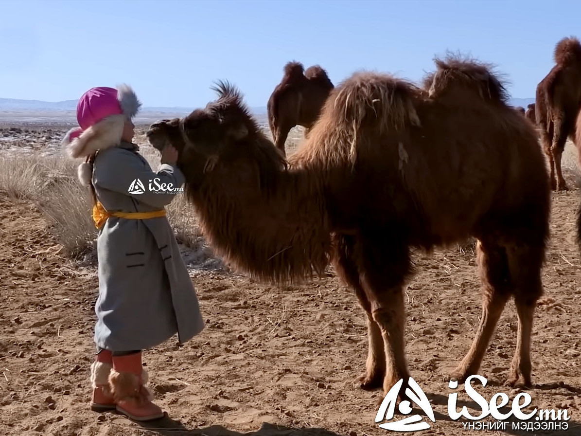 Хос бөхт тэмээний 30 гаруй хувь нь Монгол Улсад байдаг