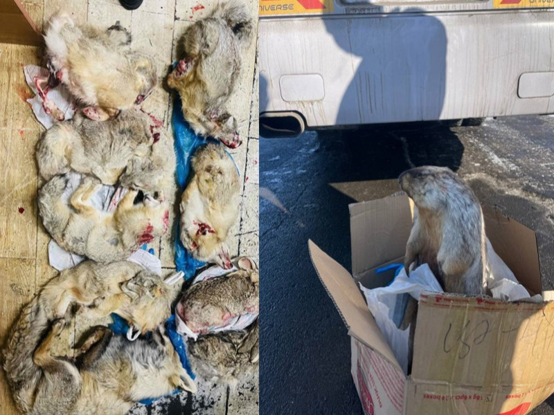 Цахимаар тарваганы мах худалдан борлуулсан 21 үйлдлийг илрүүлжээ