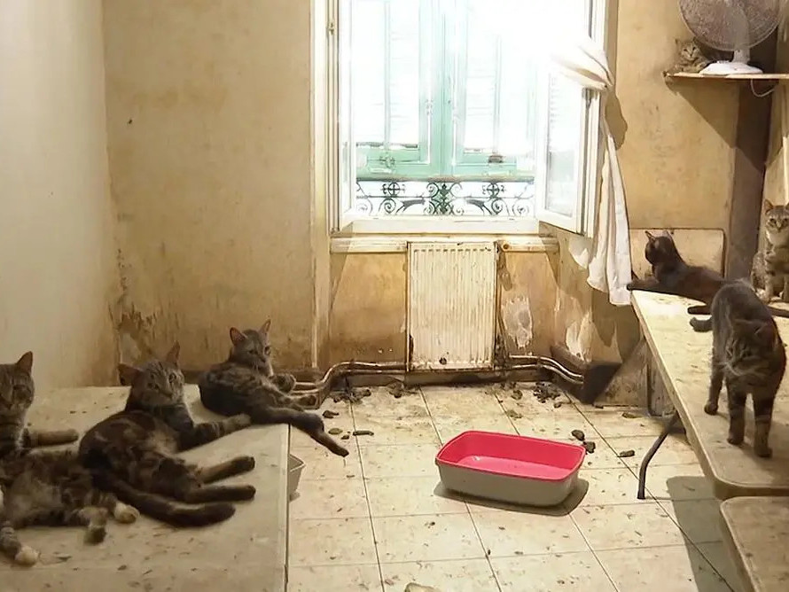 Орон сууцны жижиг талбайд 159 муур, долоон нохой тэжээж байсан хосуудад Францын шүүх 1 жилийн ял оноожээ