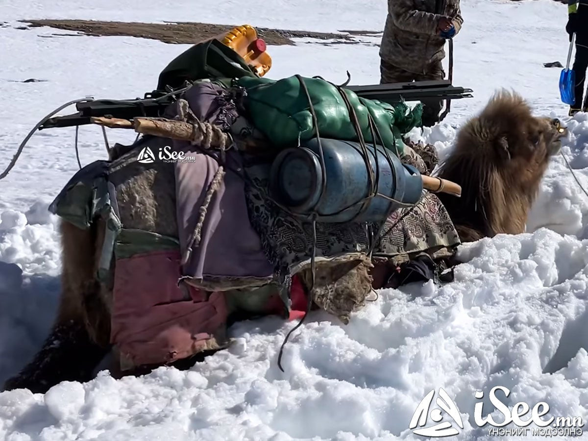 ВИДЕО: Итали, Монголын хамтарсан багийнхан Алтай таван богд ууланд цасанд дарагдсан тэмээг аварчээ
