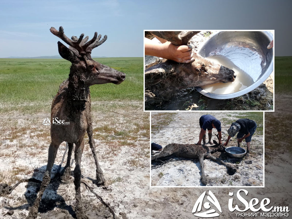 ФОТО: Шаварт унаж гацсан байсан Бугыг татан гаргаж, байгальд нь тавьжээ