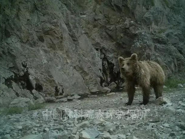 Шинжааны зүүн хэсэгт анх удаа мазаалай баавгай үзэгдсэн гэж тус улсын төв телевиз мэдээлжээ