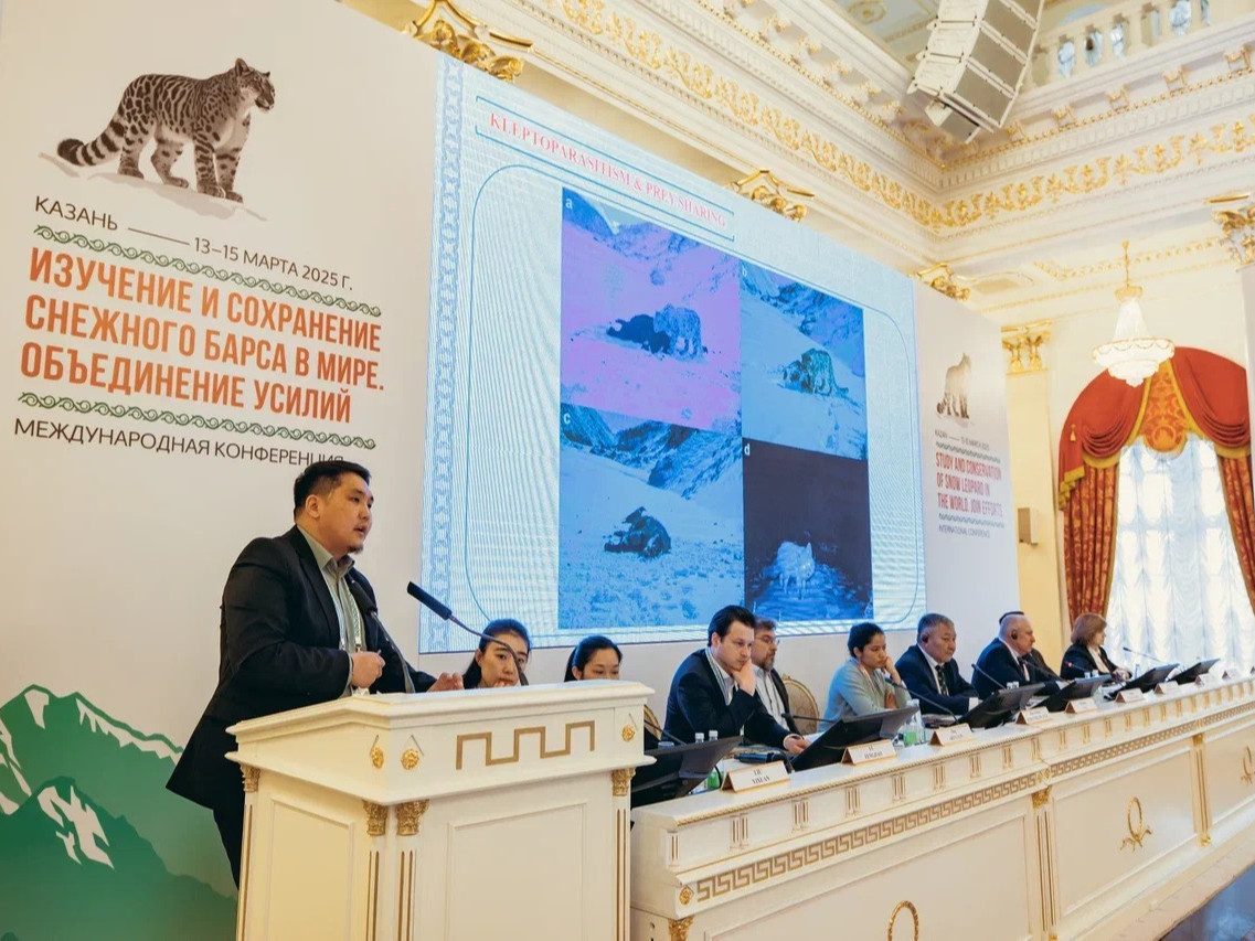 “Дэлхийн цоохор ирвэсийн судалгаа, хамгаалал, хүчээ нэгтгэе" олон улсын хурал боллоо