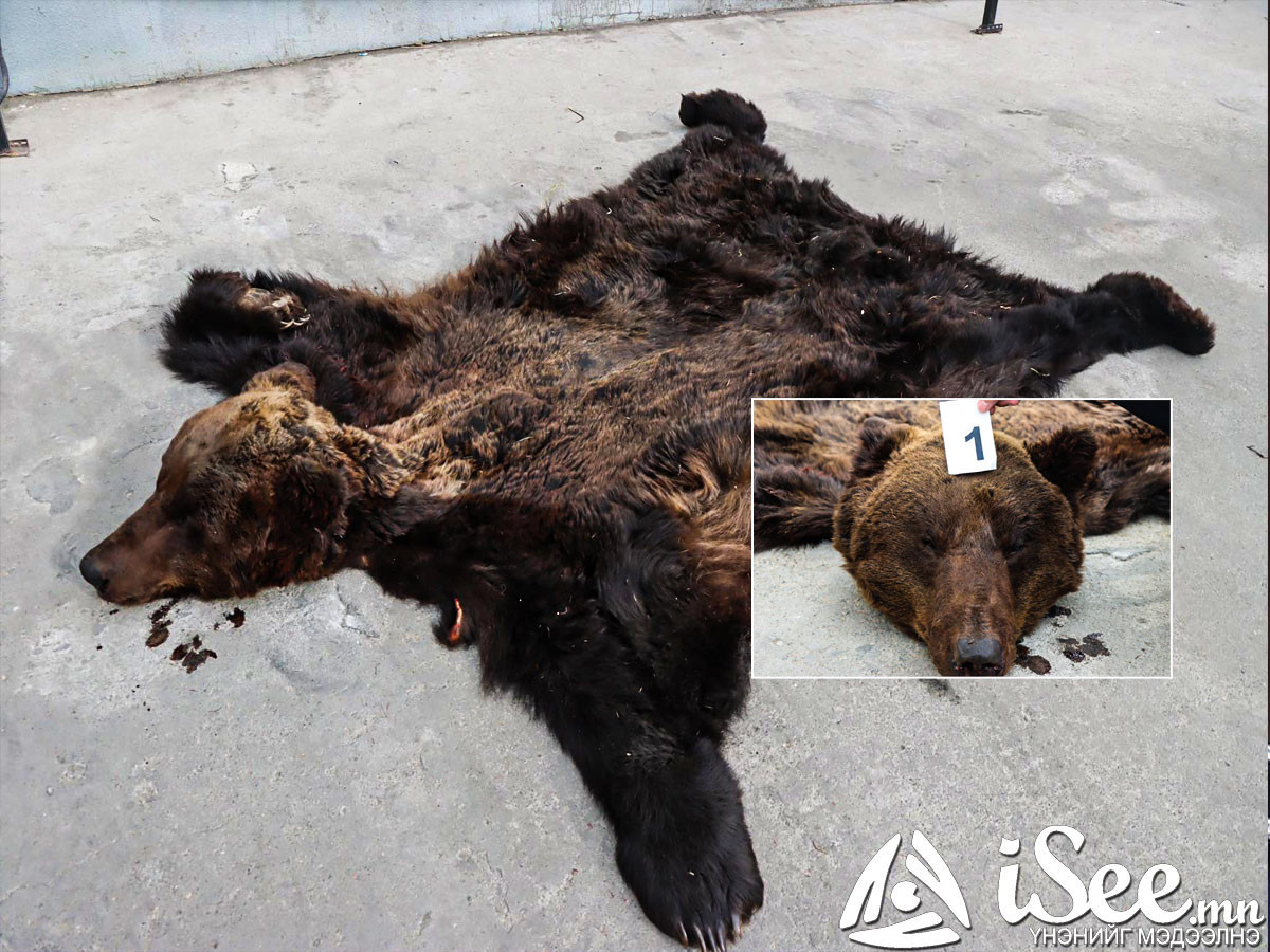 Нэр бүхий иргэд бүлэглэн хүрэн баавгайг агнасан хэрэг Хөвсгөл аймагт гарчээ