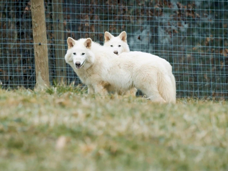ВИДЕО: 10 мянган жилийн өмнө устаж үгүй болсон “dire wolf” зүйлийн чоныг сэргээн бүтээснээ АНУ-ын компани зарлалаа