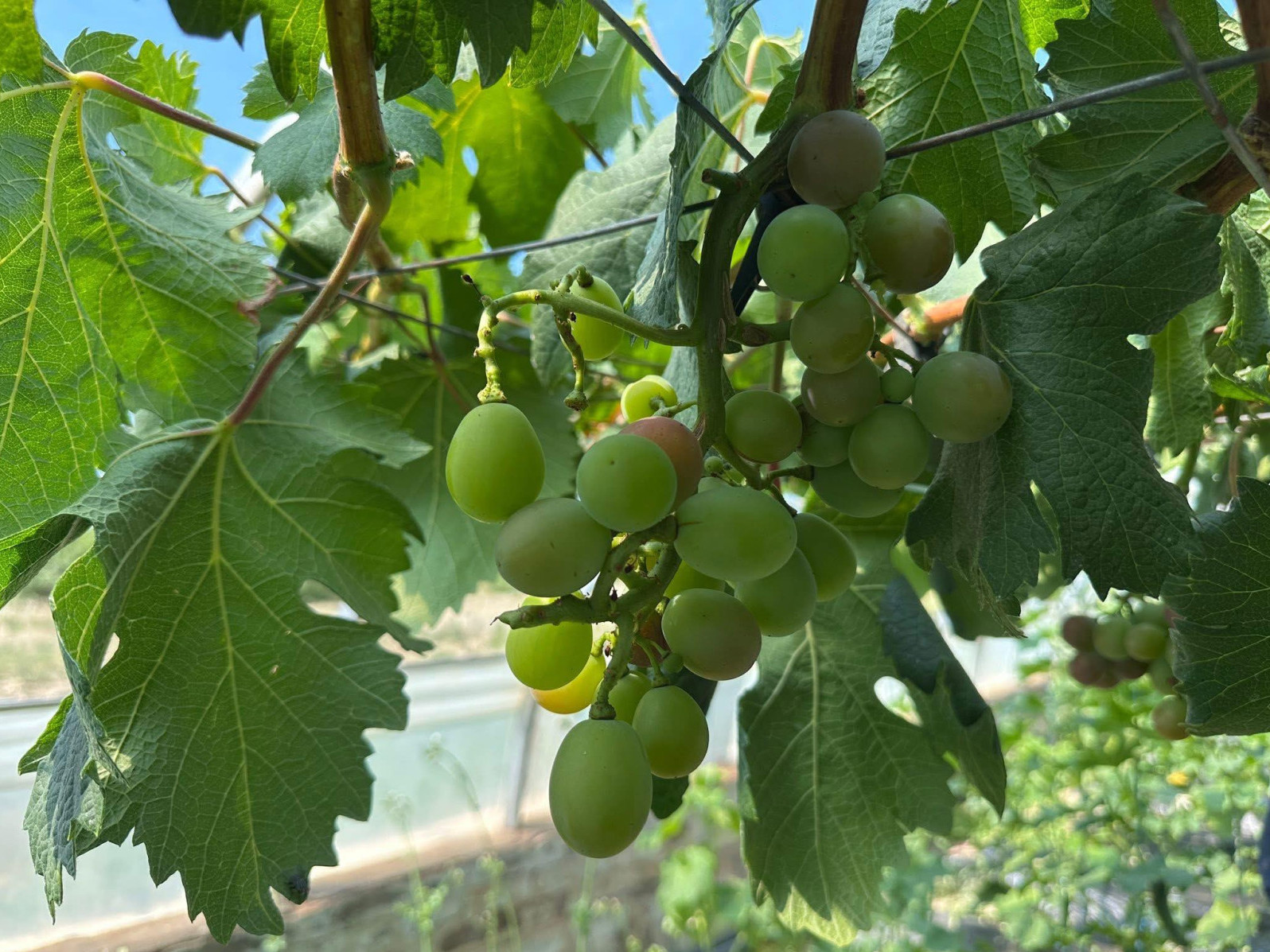 Өмнөговь аймагт усан үзэм тариалж, ургацаа хураан авчээ