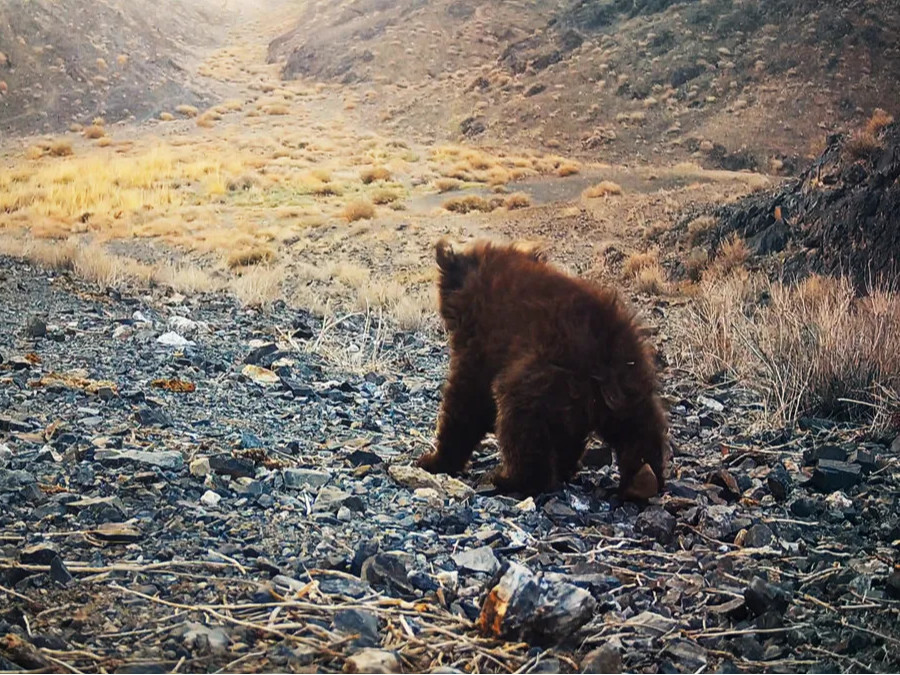 ВИДЕО: “The wild ones” киноны зураг авалтын үеэр мазаалай баавгайн бамбаруушны дүрсийг бичиж авсан талаараа нийтэлжээ