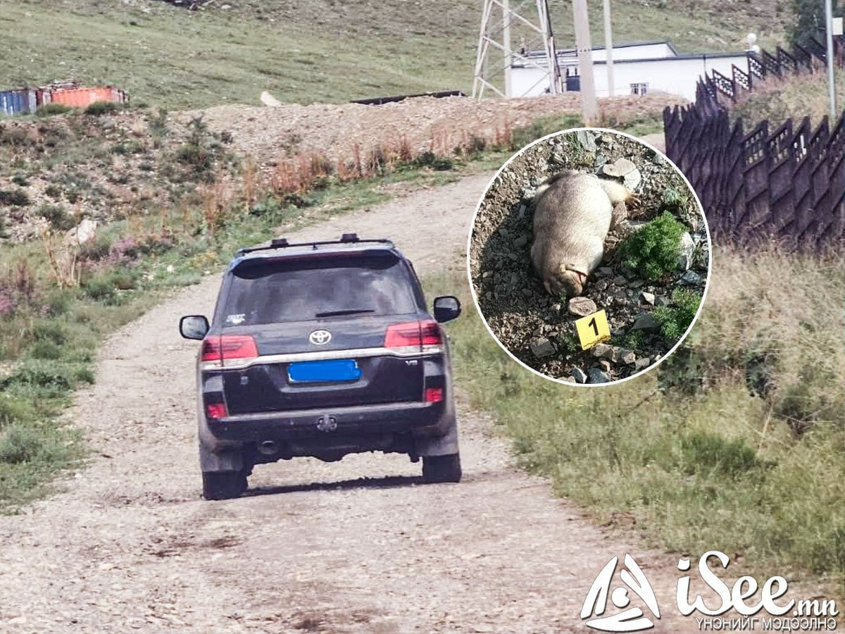 Богдхан ууланд тарвага агнаад зугтсан хэргээр эрэн сурвалжилж байсан "Ланд 200" маркийн автомашинтай иргэнийг олж тогтоон, шалгаж эхэлжээ