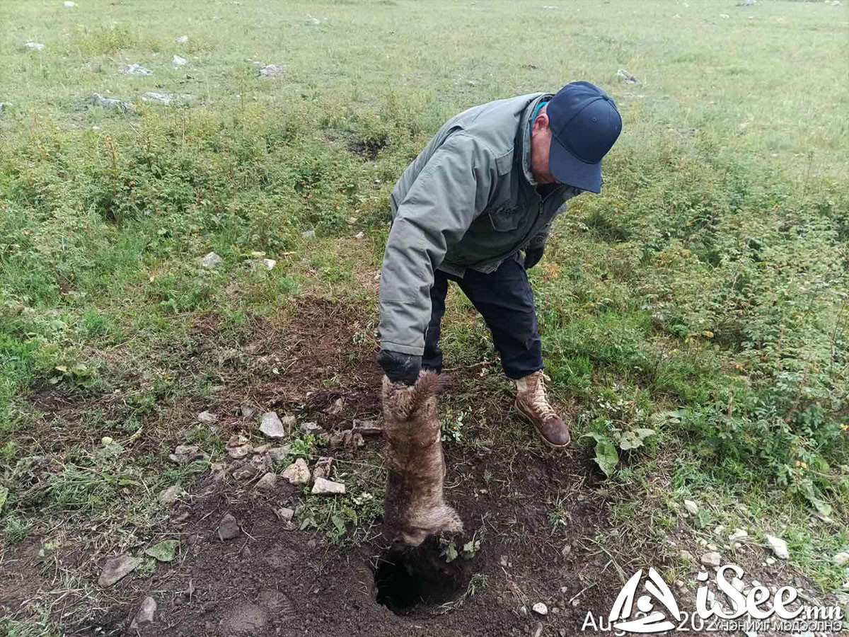 Хөвсгөл аймгийн Мөрөн, Цагаан-Овоо суманд тарваган тахал гарсан тул аймгаас гарах, орох хөдөлгөөнийг хязгаарлаж, хичээлийг цахимд шилжүүлжээ