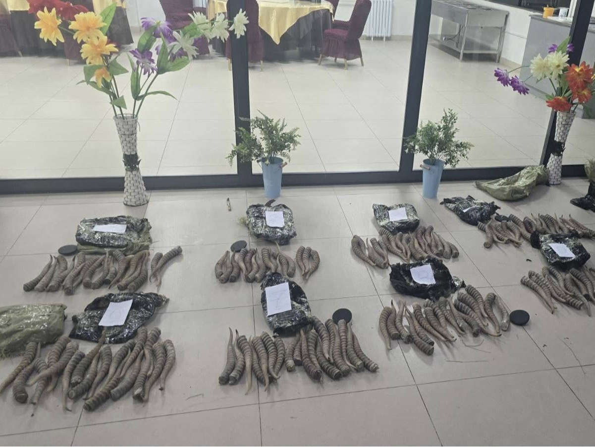 Хятад руу олон тооны бөхөнгийн эвэр гаргах гэж байсныг хилчид илрүүлжээ