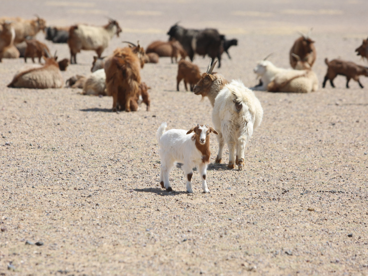 Улсын хэмжээнд 4,2 сая мал төллөж, бойжилт 98.9 хувьтай байна