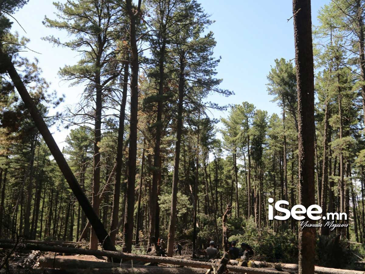 Хачигт хазуулах эрсдэлээс сэргийлэхийг мэргэжлийнхэн анхаарууллаа