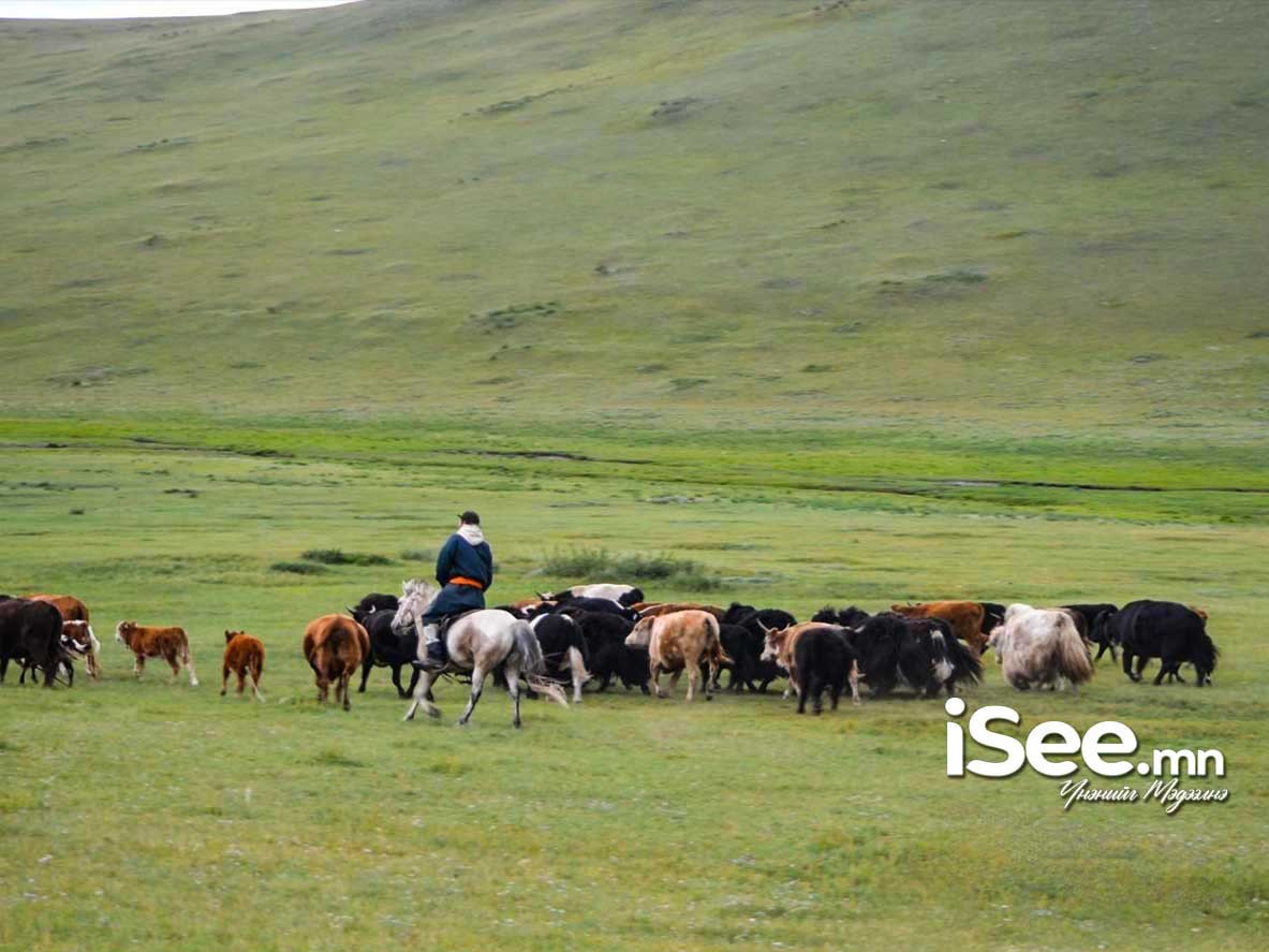 Бэлчээрийн ургамлын ургалт нийт нутгийн 40 орчим хувьд сайн байна