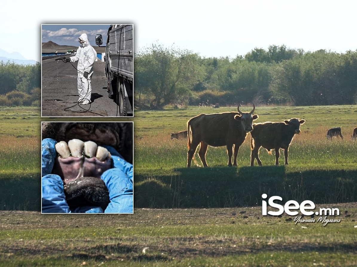 ШУУРХАЙ: Дархан-Уул аймгийн Орхон суманд шүлхий өвчний сэжигтэй тохиолдол бүртгэгджээ