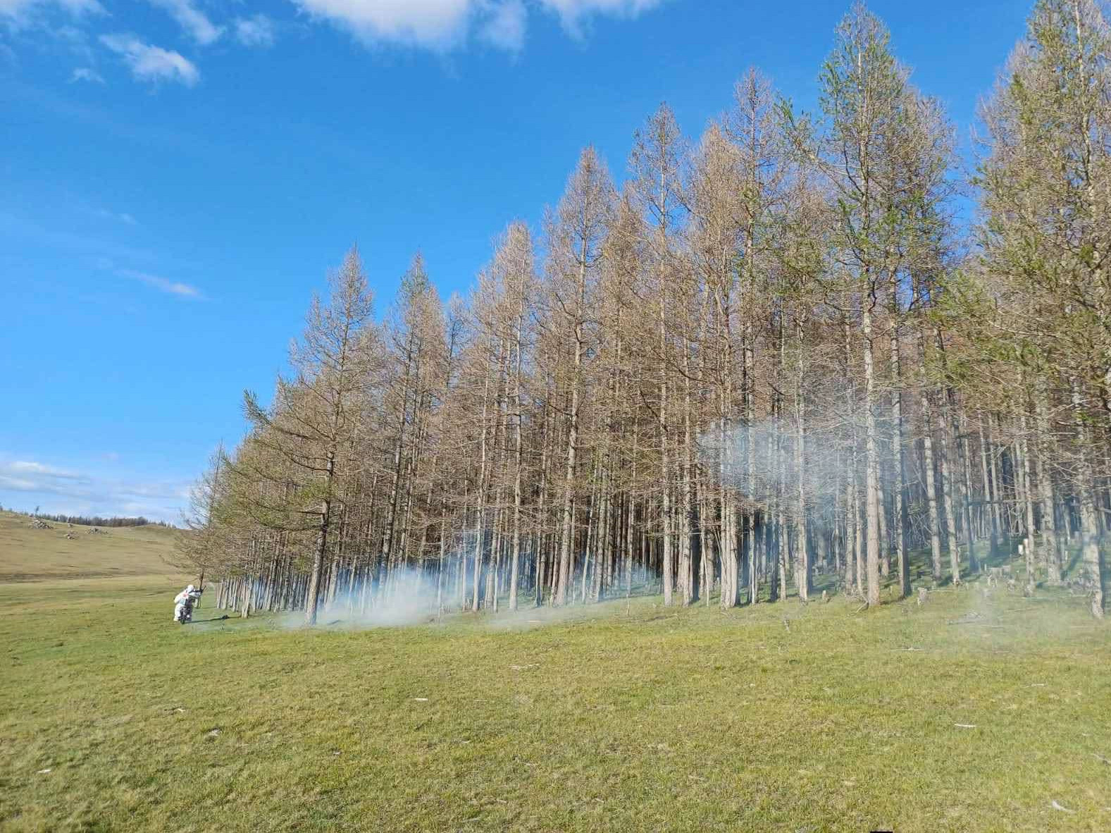 Увс аймгийн 12 мянган га талбайд ойн хөнөөлт шавжтай тэмцэх ажил хийжээ